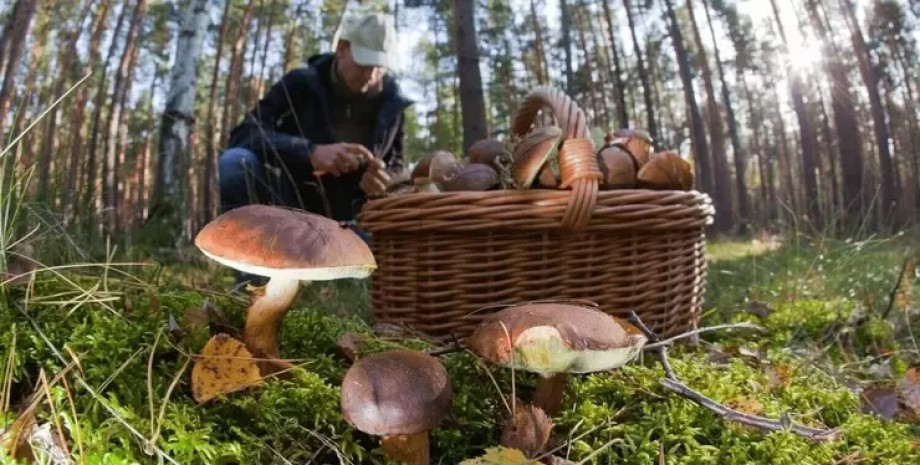 В Україні штрафуватимуть за збирання грибів, ягід і горіхів, – Кабмін