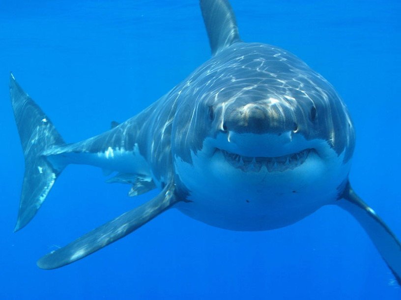 В Австралии занялись отбеливанием репутации акул 