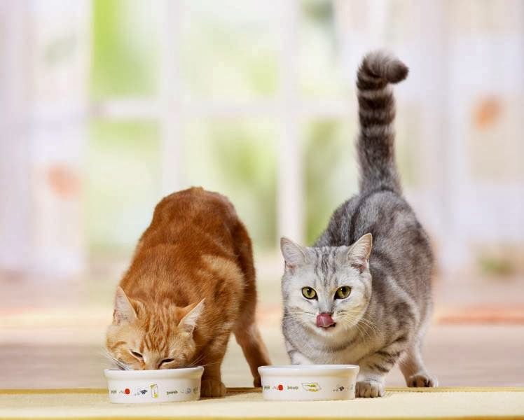 Чим категорично не можна годувати котів? 