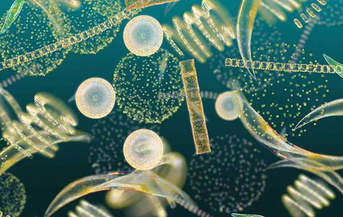 Планктонна історія жахів: як водорості пожирають одна одну
