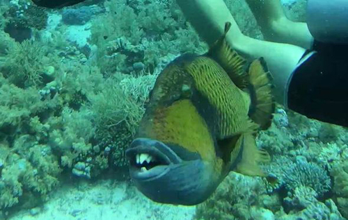 У Єгипті риба напала на дайвера. ВІДЕО