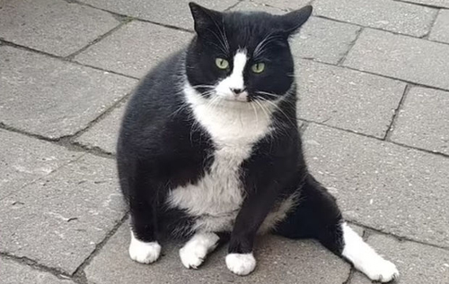У Польщі намагалися викрасти товстого кота, який став знаменитістю