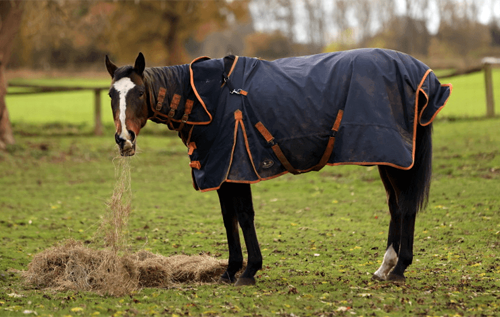 В Британии суд запретил пенсионерке кормить соседского коня, выглядевшего "голодным и грустным"