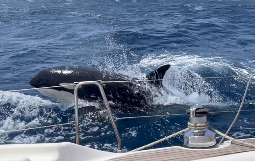 Агресивні кити-вбивці вчать один одного топити яхти та човни. ВІДЕО