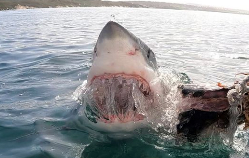 Біля берегів ПАР дайвери приманили до яхти акул-людожерів і зняли їх на відео