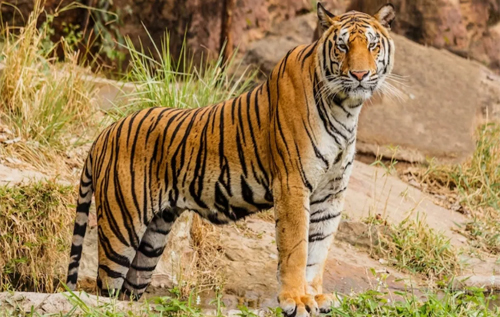 В Індії корови прогнали тигра, що напав на них. ВІДЕО