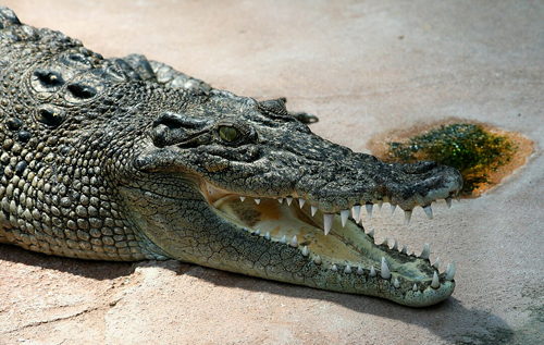 Крокодилам зробили щеплення від лихоманки Західного Нілу