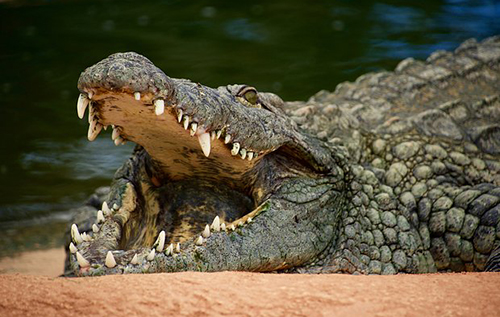 У ПАР дружина врятувала чоловіка від крокодила, який наполовину проковтнув його