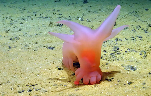 Вчені знайшли на дні океану "інопланетну" рожеву істоту з ніжками-сосисками. ФОТО. ВІДЕО