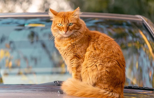 Вікінги котячого світу: чому руді коти нахабніші за інших