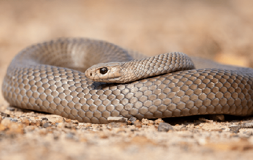 Австралійка знайшла отруйну змію в ящику з одягом трирічного сина