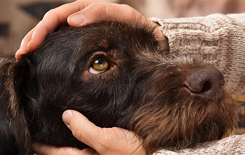 Тривалість життя собаки залежить від її морди: вчені знайшли сумну закономірність