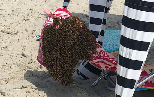 В США великий рій бджіл прилетів на пляж і викликав паніку серед відпочиваючих. ВІДЕО