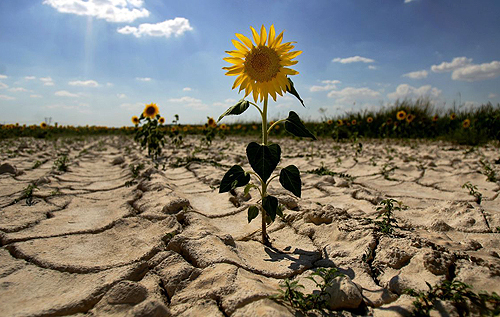 Украина вошла в топ-5 стран мира с наибольшим риском засухи