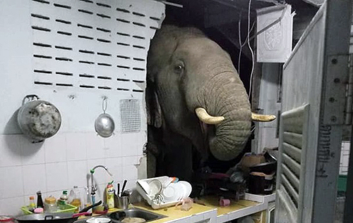 В Таиланде слон проломил стену кухни ради мешочка риса