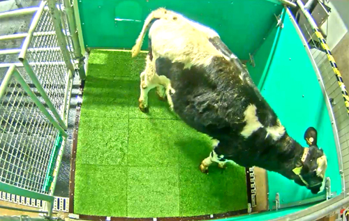 Ученые научили коров ходить в туалет ради улучшения экологии