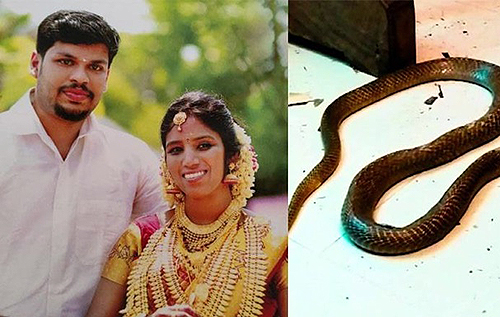 Подбросил в постель кобру: в Индии мужчина получил двойное пожизненное за убийство жены