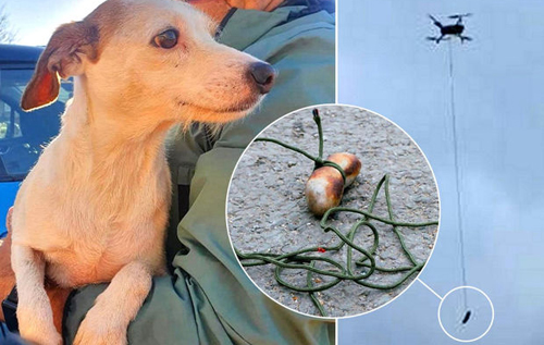 В Британии сбежавшую собаку спасли с помощью сосиски и дрона
