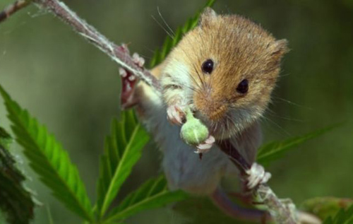 У Тернополі миші з'їли марихуану-речовий доказ: підозрюваного довелося відпустити