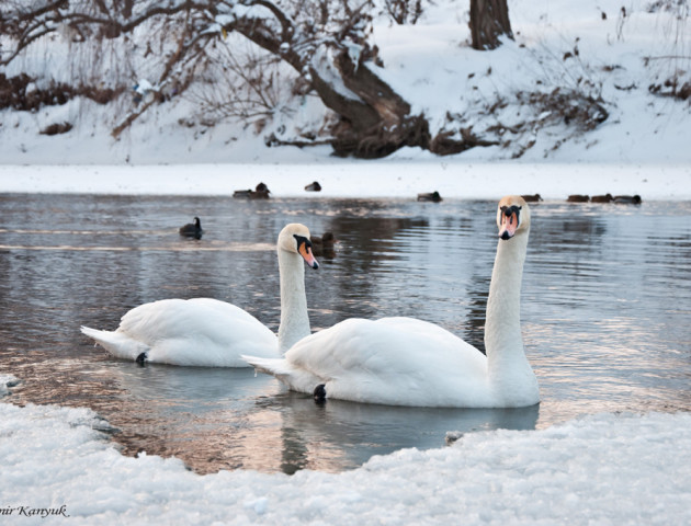 Лебедині озера: понад сотня птахів злетілася на зимівлю в Чорторию