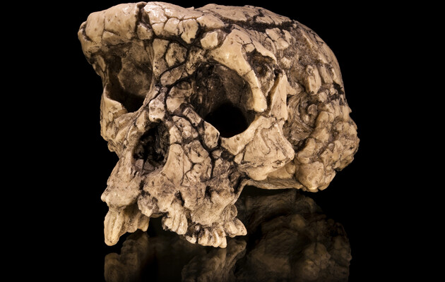 Предки людини ходили прямо 7 мільйонів років тому – дослідження