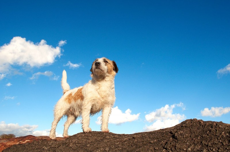 6. Собаки спасают жизни домашний питомец, животные, милота, собака, ученые