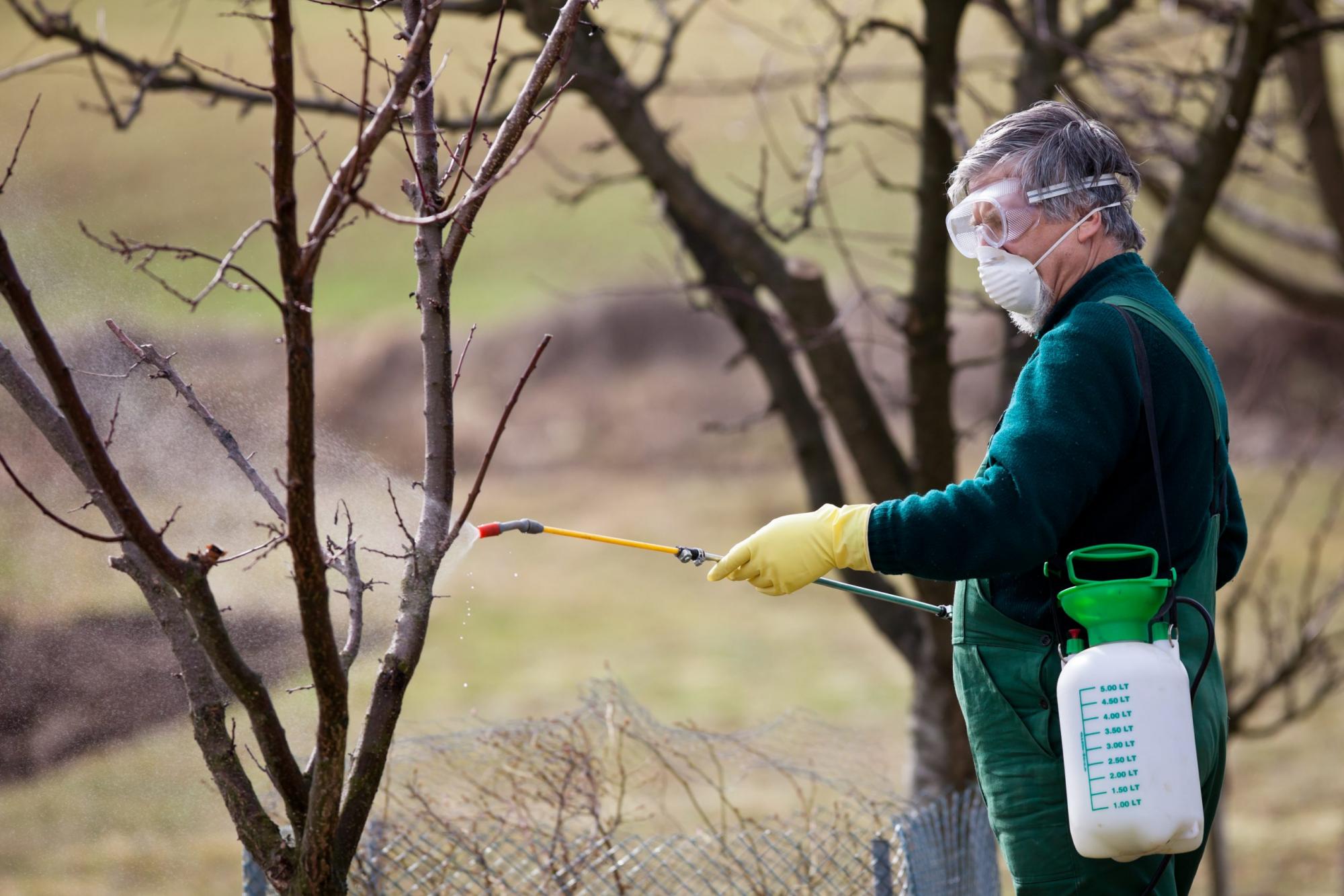 Чим обприскувати дерева навесні, щоб захистити від шкідників: поради садівникам