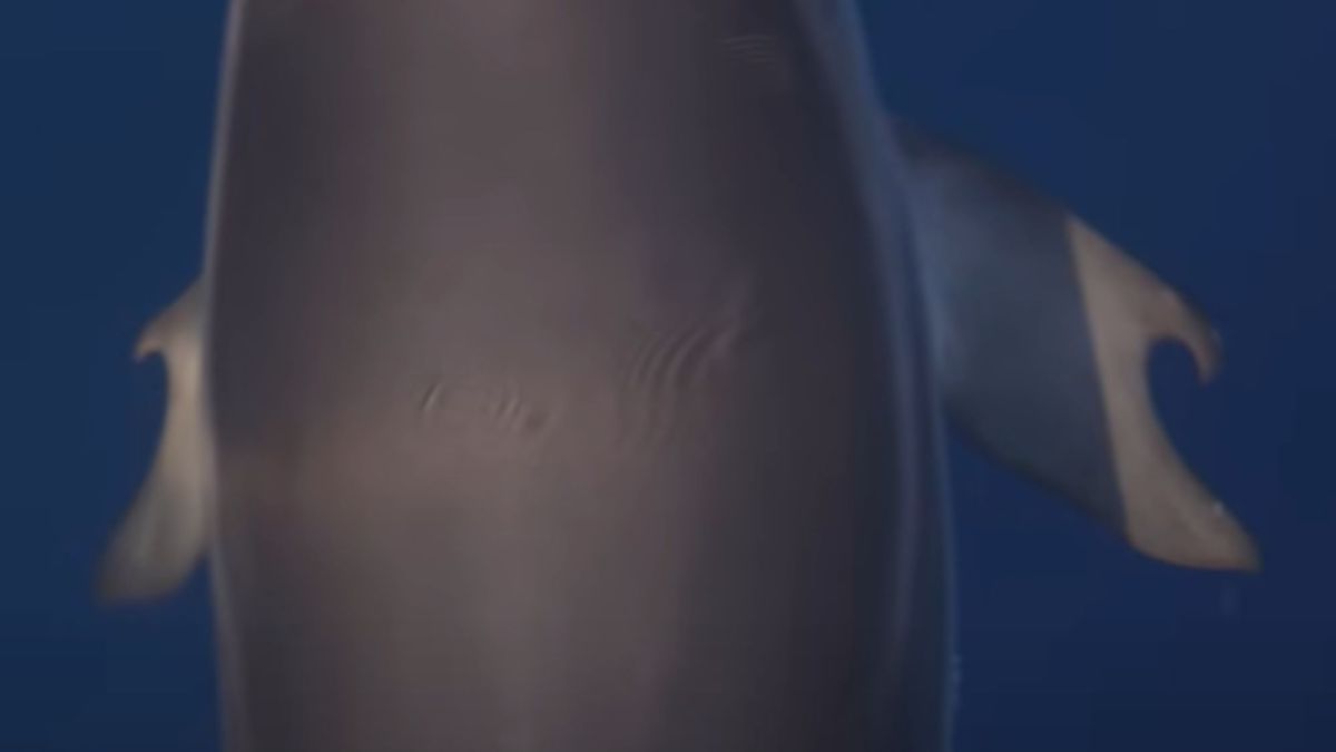 Один на мільйон. Біля берегів Греції побачили унікального дельфіна
