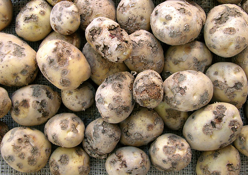 На Волыни у картофеля обнаружили рак: что это такое и можно ли употреблять зараженные овощи? 