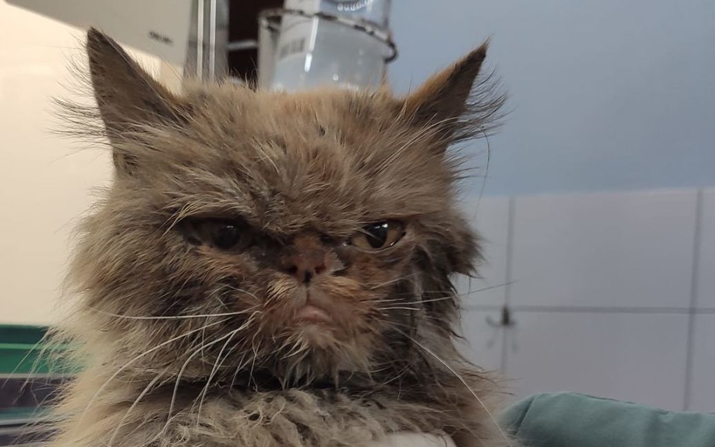 Як рятували кішку із Бородянки, яка два місяці одна прожила на 7 поверсі зруйнованого будинку