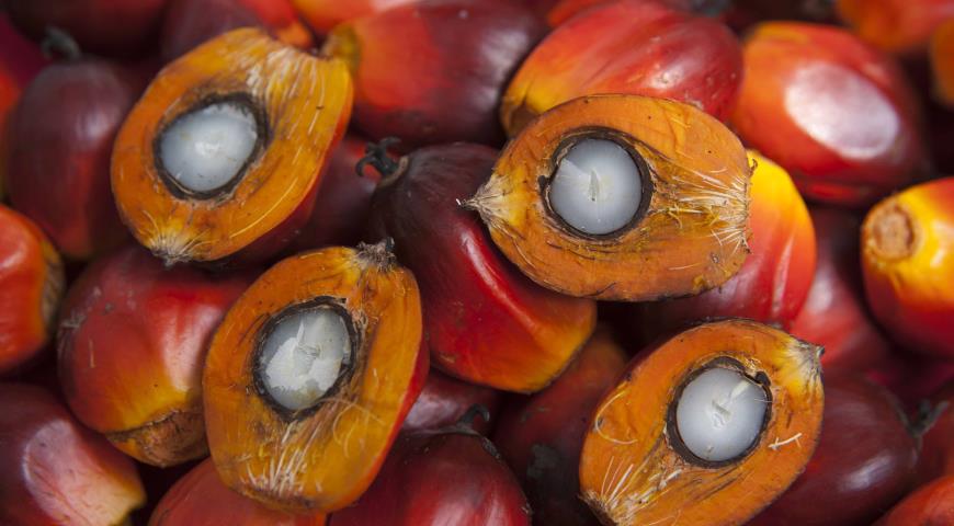 Пальмовое масло связано с распространением раковых клеток – ученые