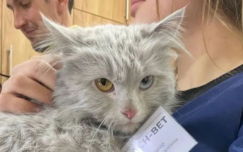 Волонтери врятували у Горенці кішку з "патріотичними" очима