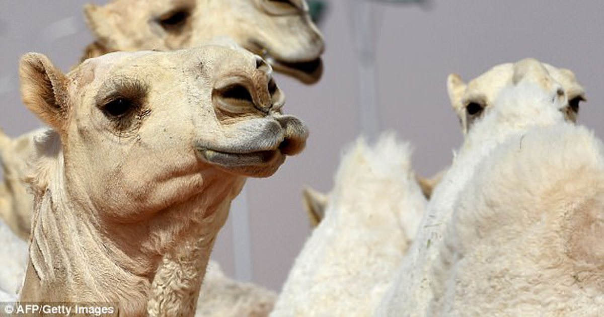 Ботокс, гормоны и подтяжка лица: в Саудовской Аравии более 40 верблюдов сняли с конкурса красоты