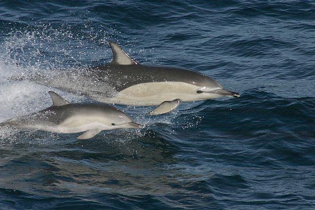 Через окупантів в Чорному морі гинуть тисячі дельфінів