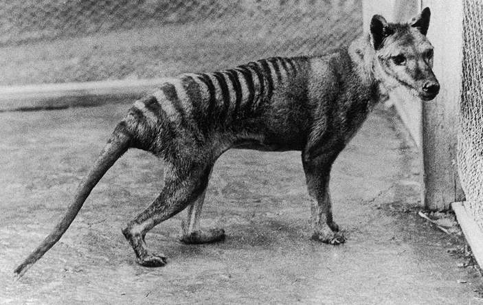 Зниклий вид тасманійського тигра збираються "воскресити": що задумали генетики