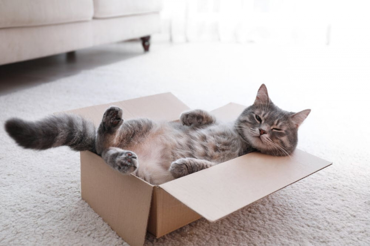 Чому коти обожнюють картонні коробки: таємницю розкрито