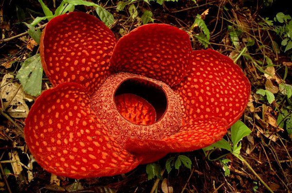 Найбільша квітка на Землі опинилася на межі вимирання