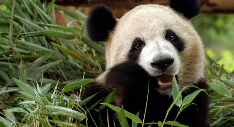"Панда-дипломатія". Китай забирає своїх панд із зоопарків США