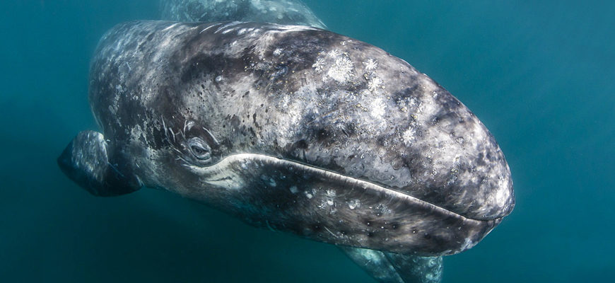 Загадкова смерть. Сірі кити почали вимирати з лякаючою швидкістю, і вчені нарешті з’ясували чому