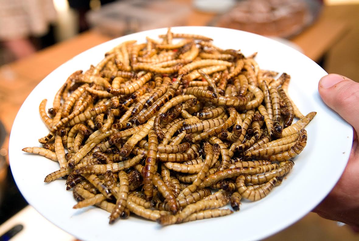 Люди почнуть масово поїдати комах: чому і коли це станеться
