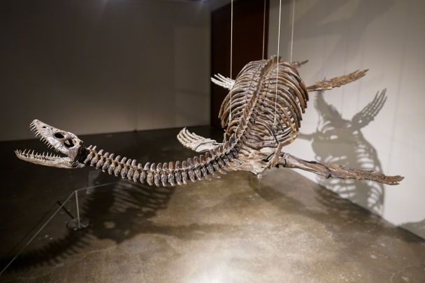 У США на аукціон виставили рештки морського чудовиська