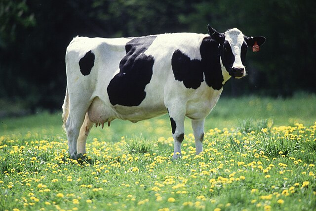 Корову схрестили з ДНК людини: навіщо це зробили вчені