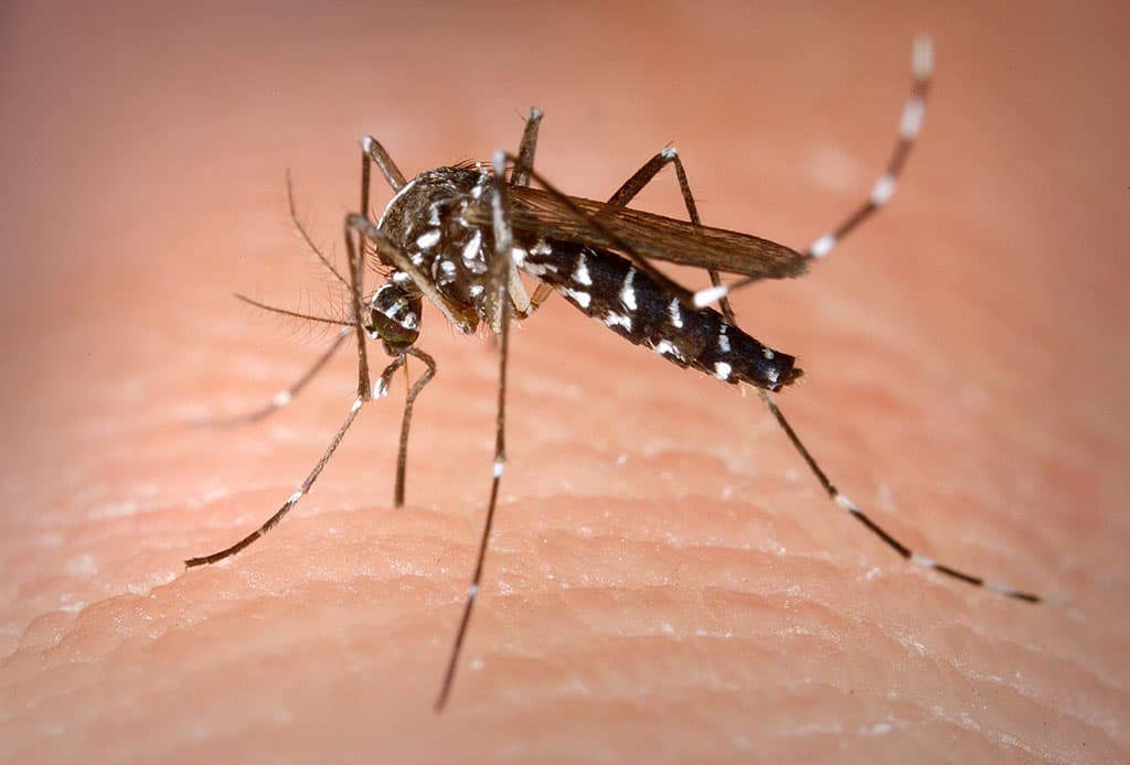 Сезон комарів: яку групу крові "полюбляють кровопивці"