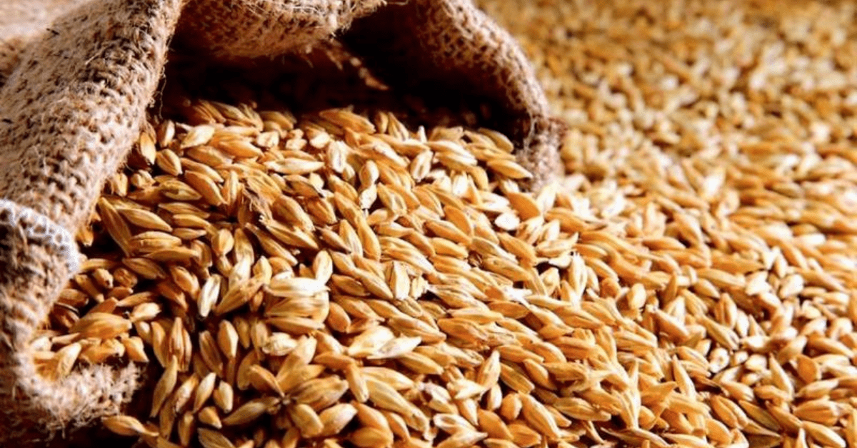 Єгипет купив майже півмільйона тонн російської пшениці за приватною угодою, – Reuters