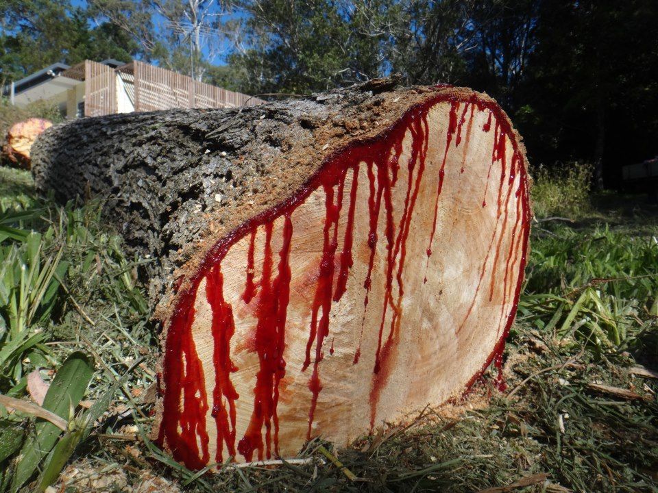 Криваве дерево: який вигляд має рослина, яка "кровоточить", коли її зрізають. ВІДЕО