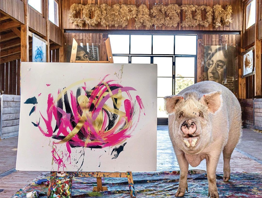 Померла свиня-художниця Пігкассо, яка заробила понад мільйон доларів