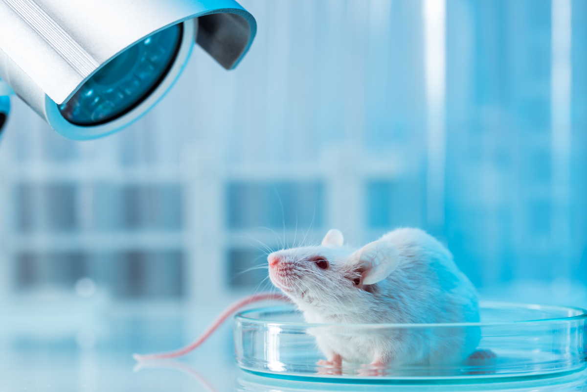 Вчені випадково "зомбували" мишей: як так вийшло і що дав експеримент