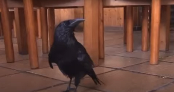 Ворона 26 років ходить на сніданок до кафе та навчилася казати "привіт". ВІДЕО