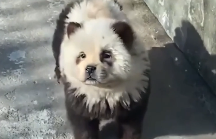 Китайський зоопарк виставив пофарбованих собак під виглядом панд