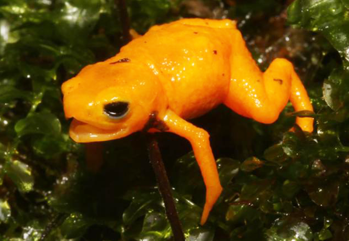 Красивые и ядовитые: в Бразилии открыли новый вид тыквенных жаб